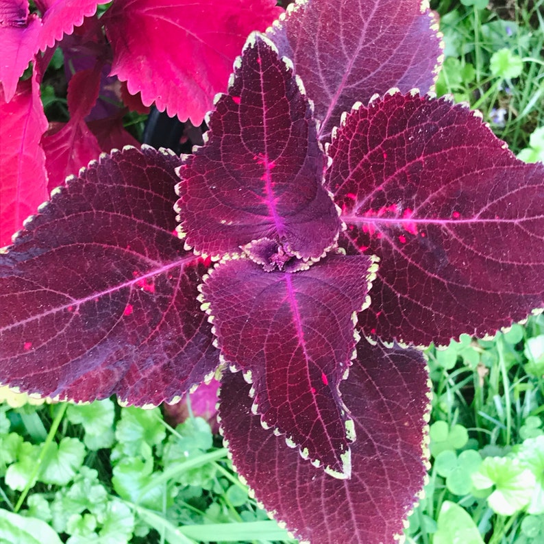 Coleus Seeds - 15 Rare Giant Exhibition Magma Seeds, Vibrant Red-Orange Ornamental Plant, Solenostemon scutellarioides