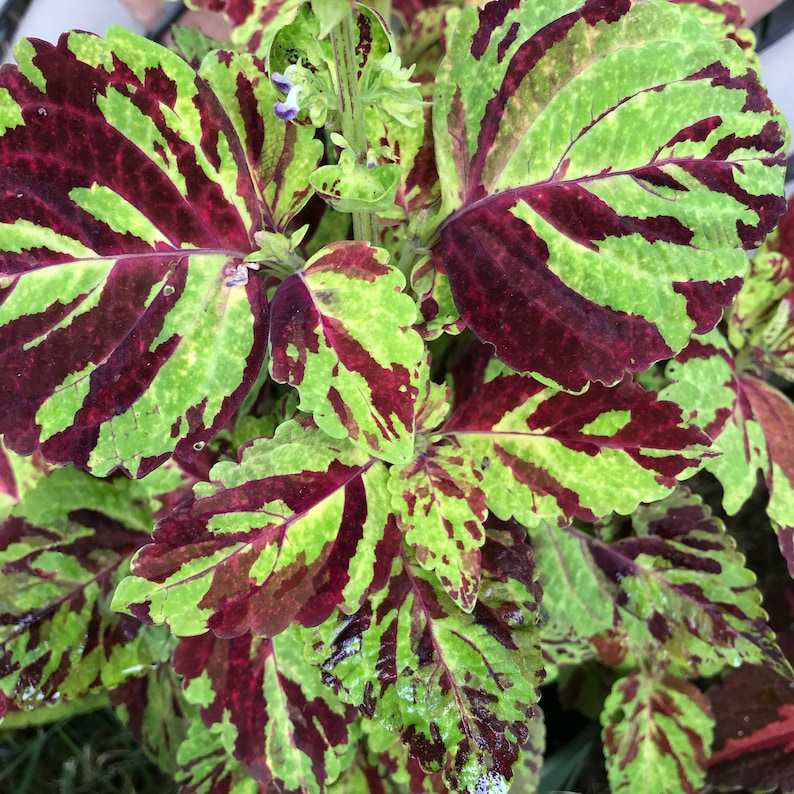 Dwarf Mosaic Coleus Seeds - 15 Rare Ornamental Seeds for Indoor/Outdoor Planting (Solenostemon scutellarioides)