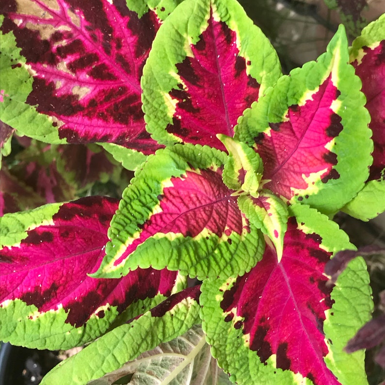 Coleus Seeds Pack of 15 - Fairway Rose Variety, Vibrant Ornamental Plant, Solenostemon scutellarioides, Indoor/Outdoor Gardening