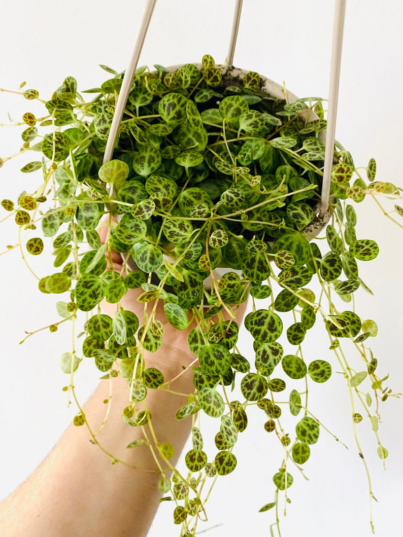 String of Turtles Plant - 2” or 4” Pot - Peperomia Prostrata - Rare Tropical Houseplant - Vining Foliage - Live Indoor Plant