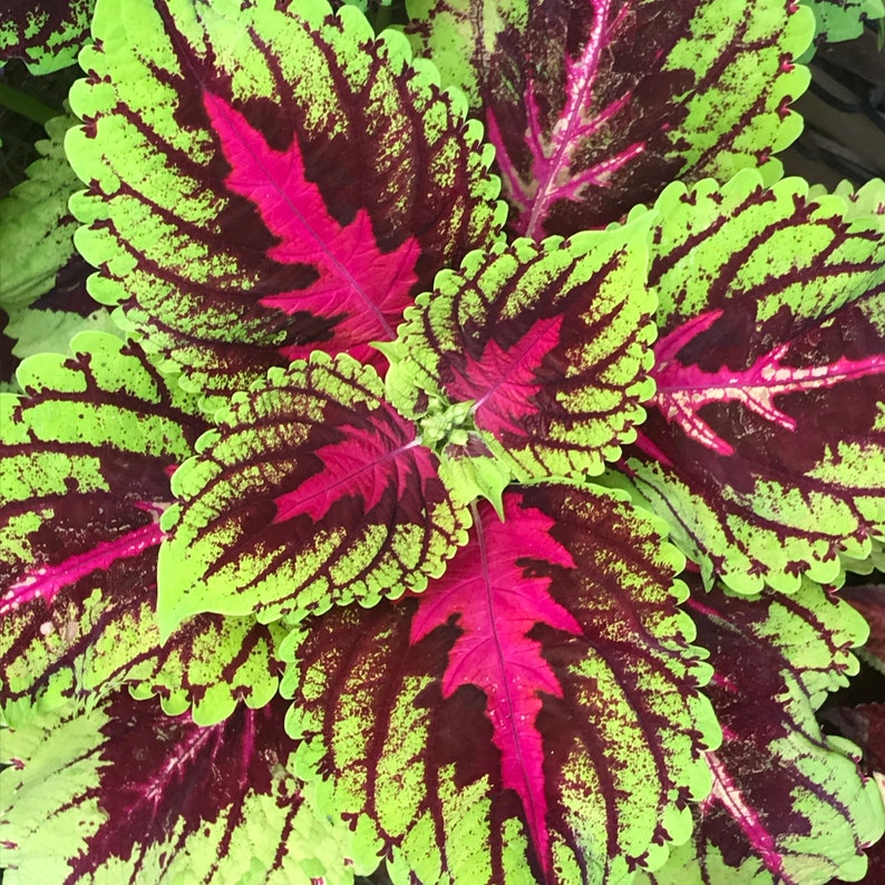 Coleus Seeds Packet of 15 - Wizard Rose, Vibrant Ornamental Plant, Solenostemon scutellarioides, Colorful Indoor/Outdoor Gift