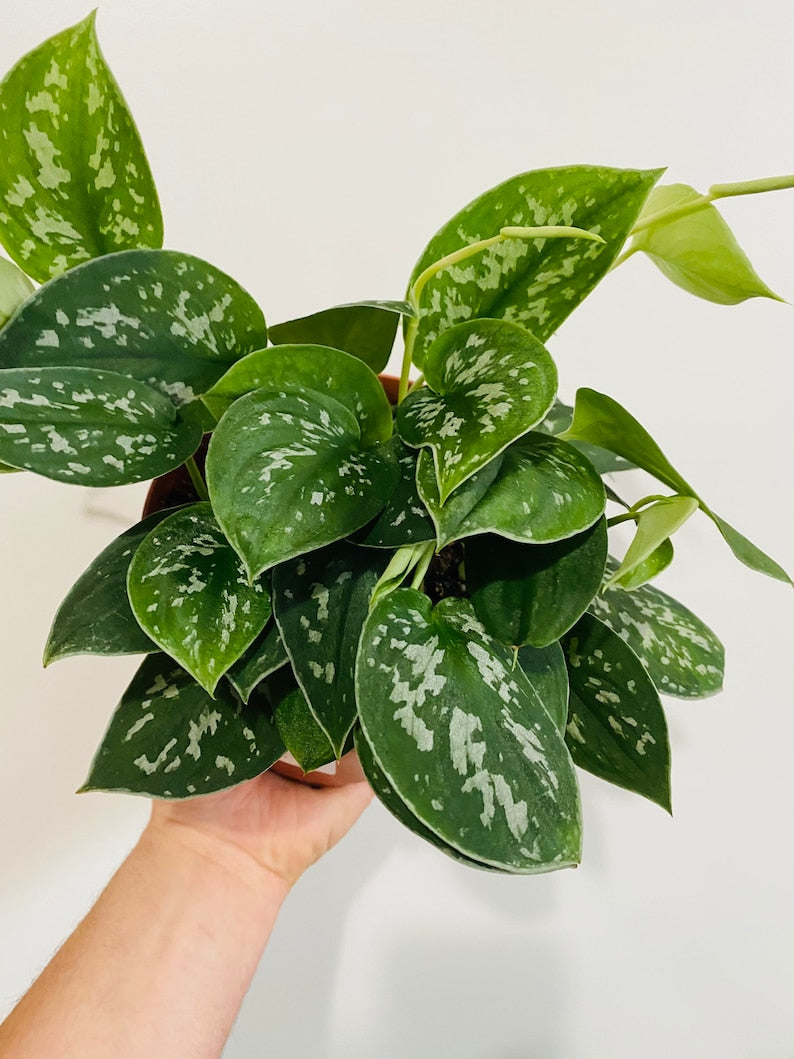 Silver Satin Pothos Live Plant - Scindapsus Pictus Argyraeus - Tropical Houseplant - Easy Care Indoor Plant