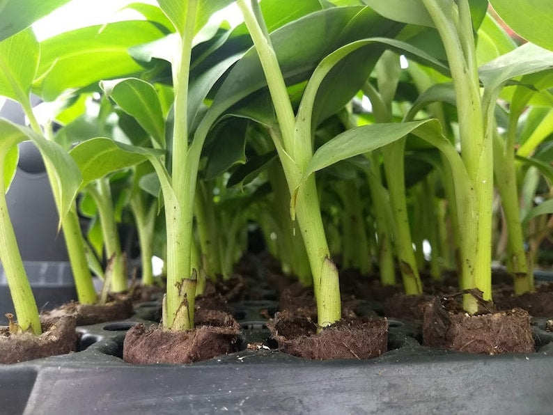 Gran Nain Banana Trees Bundle (3) - Fast Growing Banana Plants (8-10 inches) - Musa acuminata