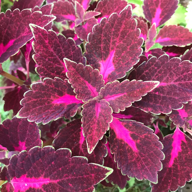 Coleus Live Starter Plant, 3-5” ColorBlaze Velveteen, Vibrant Burgundy Leaves with Pink Centers, Solenostemon Scutellarioides