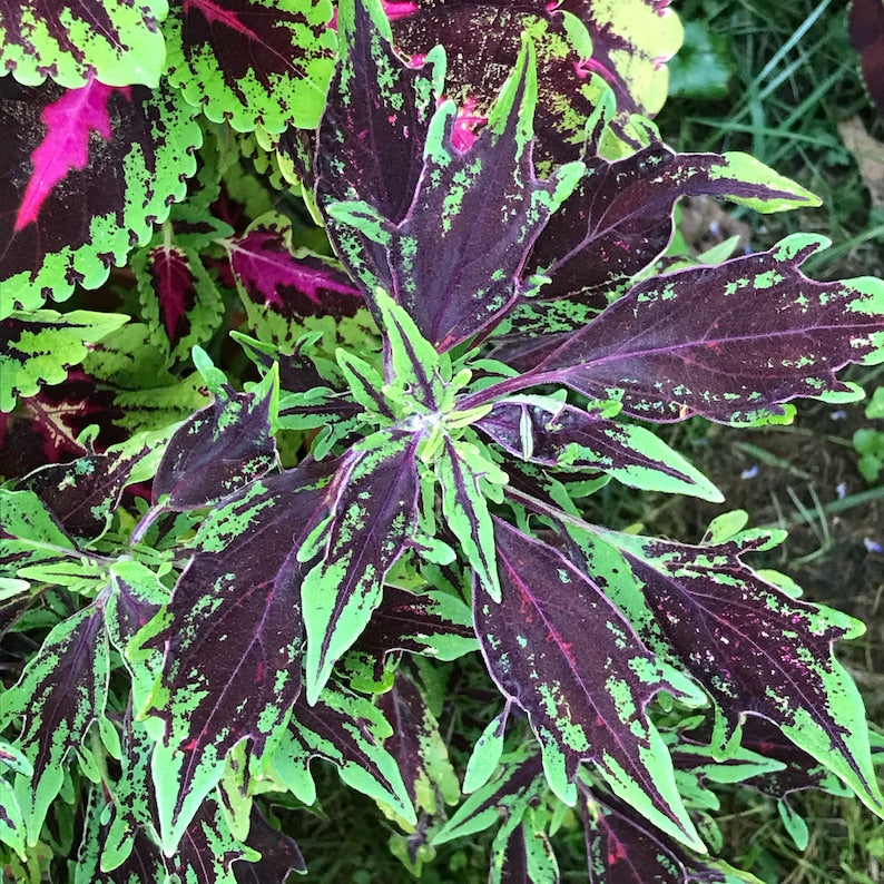 Coleus Starter Plant, 3-6" Live Rooted Chili Pepper, Vibrant Ornamental Foliage, Non-GMO, Easy Care Indoor/Outdoor Plant, Solenostemon.