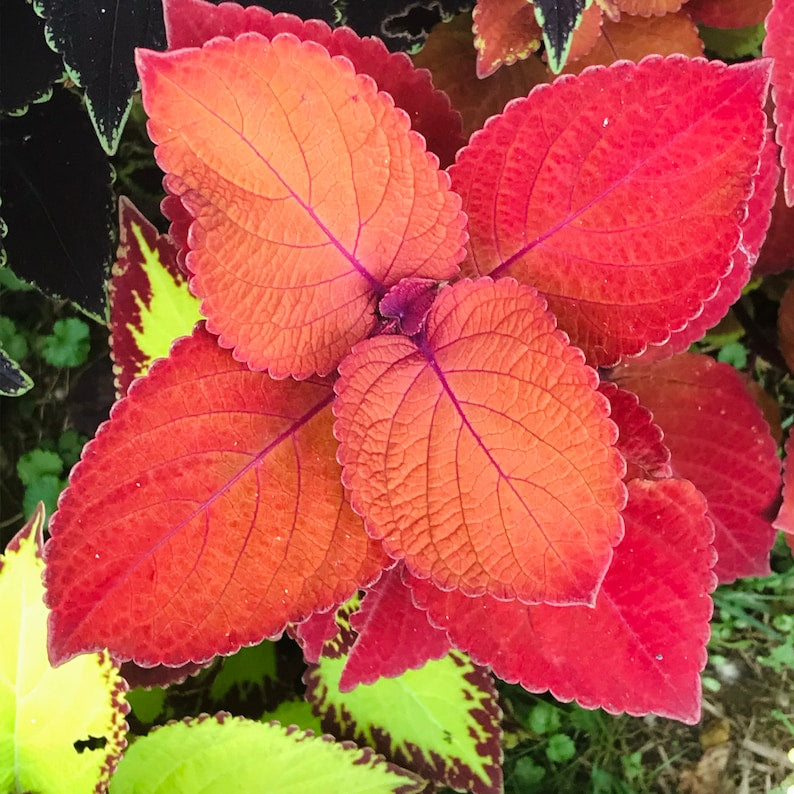 Coleus Plant 4-5" Campfire Variety with Deep Orange Leaves | Solenostemon Scutellarioides | Live House Plant