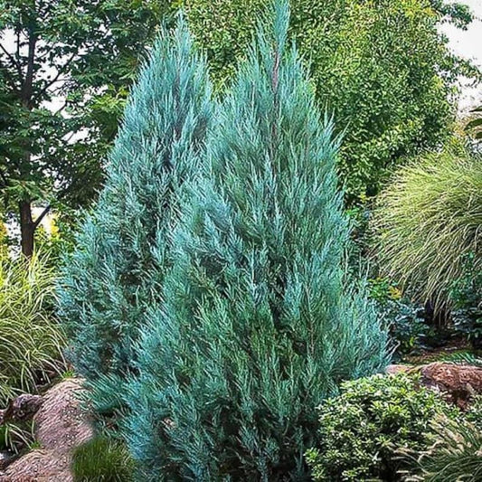 Blue Point Juniper Trees - Evergreen Conifers, Blue-Green Foliage, Juniperus chinensis 'Blue Point', Low Maintenance Privacy Screen