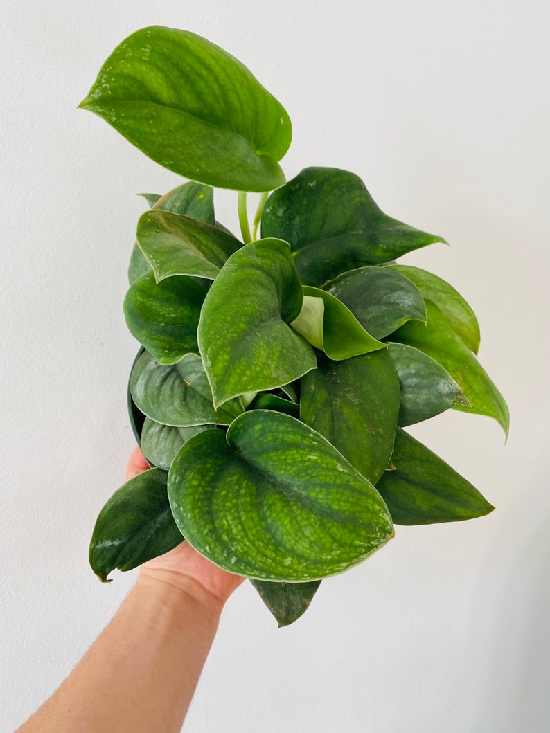 Scindapsus Jade Satin Plant - Rare Velvet Pothos - Live Houseplant - Scindapsus pictus 'Jade Satin'