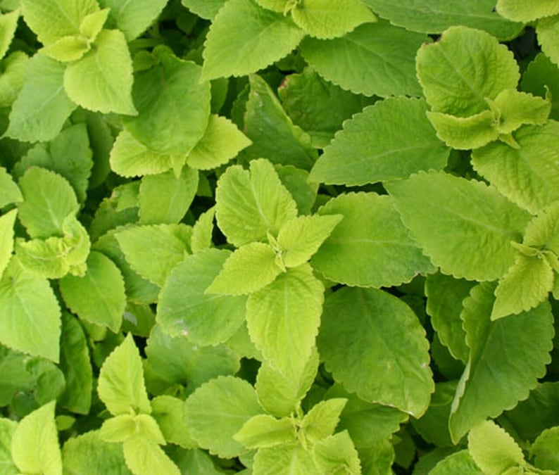 Coleus Seeds Packet - 15 Seeds - Versa Lime, Vibrant Ornamental Plant, Coleus scutellarioides, Non-GMO, Indoor/Outdoor Gardening