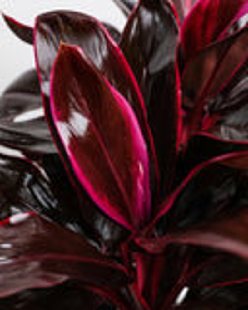 Cordyline Fruticosa Ruby Plant - Good Luck Plant with Dark Burgundy Leaves - Ti Plant - Indoor Air Purifier - Tropical Décor