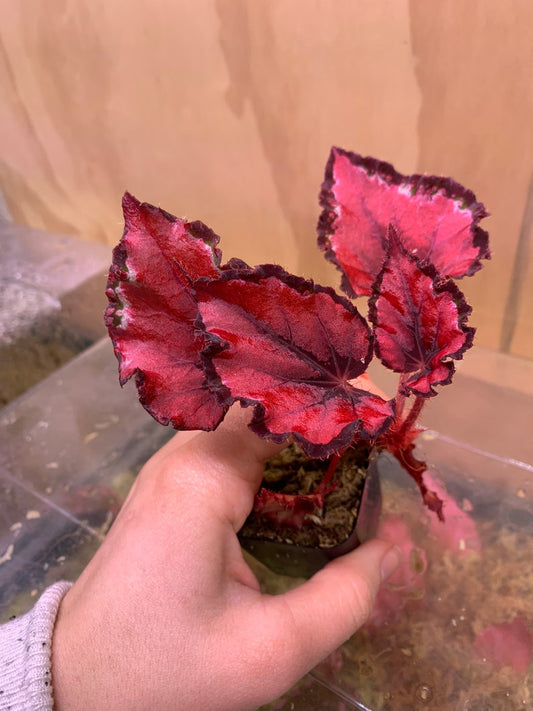 Begonia Plant - Rex 'Red Kiss' - Colorful Foliage - Established Root System - Perfect for Indoor Decor