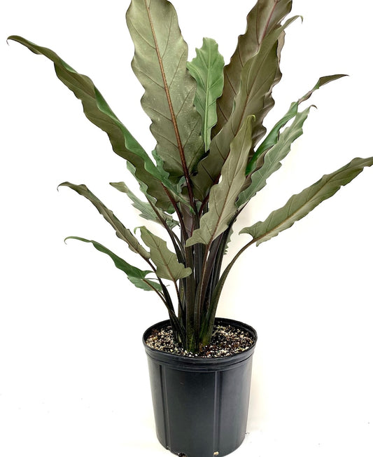 Alocasia Lauterbachiana Plant - Live Indoor Tropical Houseplant with Unique Foliage - Air Purifier for Home Decor