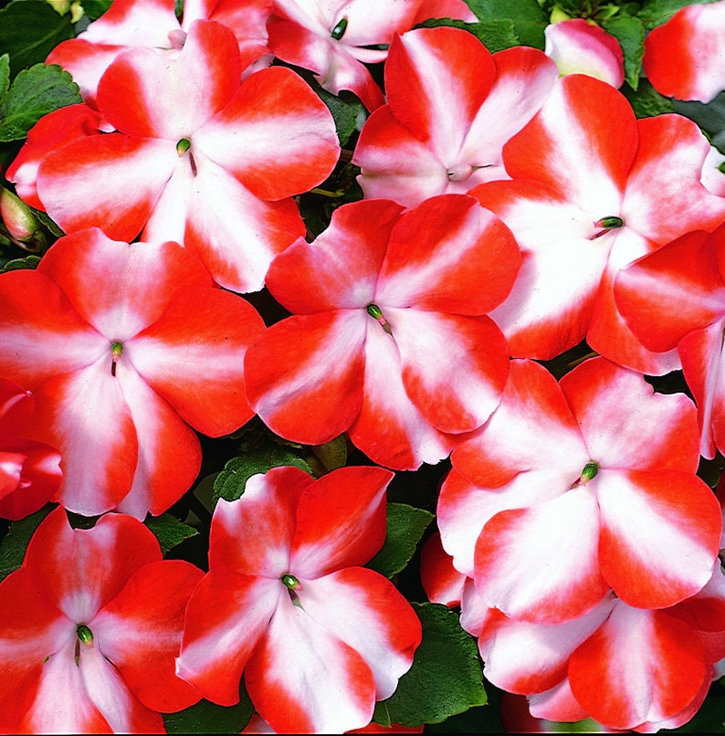 Impatiens Seeds Packet 5 Premium Orange Star Walleriana Accent Impatiens Garden Flowers