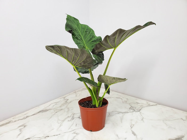 Live Alocasia Regal Shields Plant - 34" to 40" - Elephant Ear Tropical Foliage - Easy Care Indoor Plant - Alocasia spp.