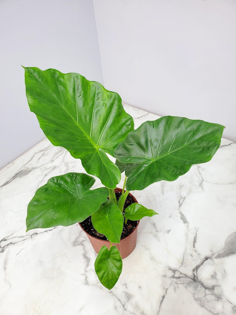 Alocasia Plant Borneo Giant Live - 3 Gallon - Elephant Ear Tropical Foliage - Alocasia macrorrhiza - Indoor/Outdoor Decor