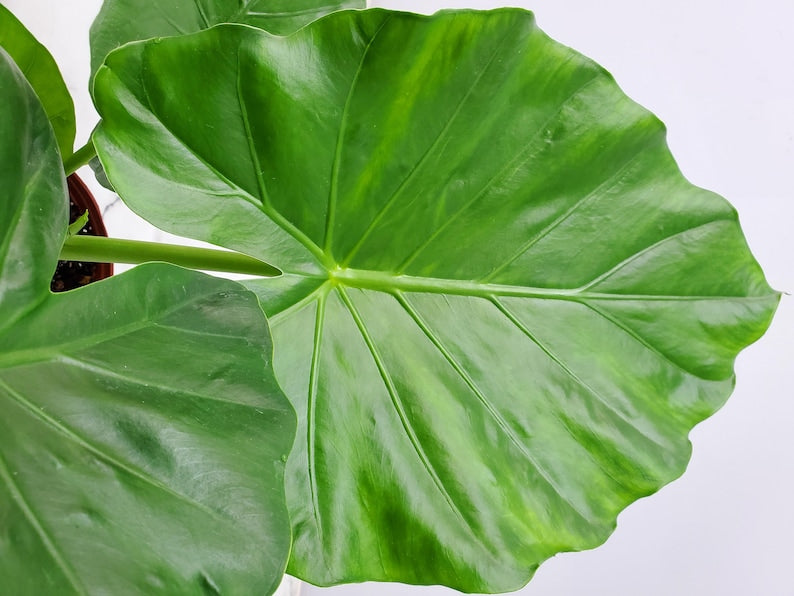 Elephant Ear Plant Live - 3 Gallon Borneo Giant - Alocasia Foliage Plant - Tropical Indoor/Outdoor Decor