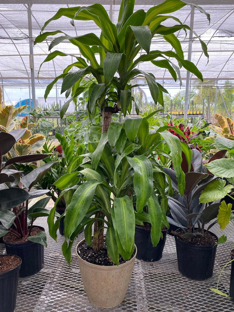Dracaena Mass Cane 2 Stem Plant - Dracaena fragrans Massangeana - Indoor Corn Plant for Home and Office Decor