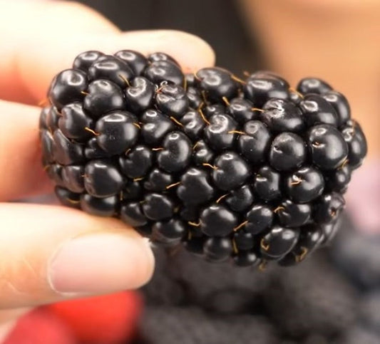 Thornless Blackberry Bush Live Plant, 4-6 inch Big Daddy Variety, Sweet Fruit, Non-GMO, Pesticide Free, Rubus fruticosus