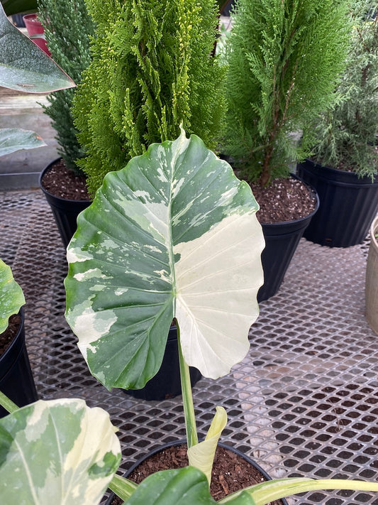 Alocasia Odora Variegata Plant - Rare Exotic Green & Cream Variegated Foliage - Alocasia Odora Variegated in Growers Pot
