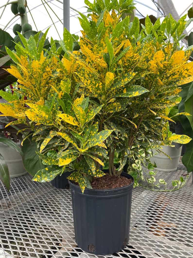Croton Gold Dust Plant - Live Tropical Indoor/Outdoor Shrub, Codiaeum variegatum, Vibrant Yellow & Green Foliage