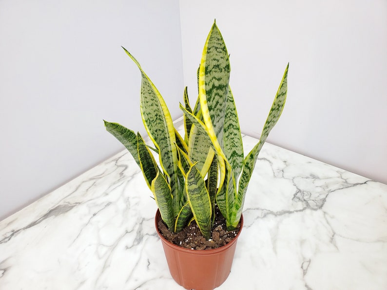 Sansevieria Laurentii Plant - Mother in Law Tongue - Indoor Exotic Plant - Rare Houseplant - 3 Gallon Pot - Easy Care Indoor Plant
