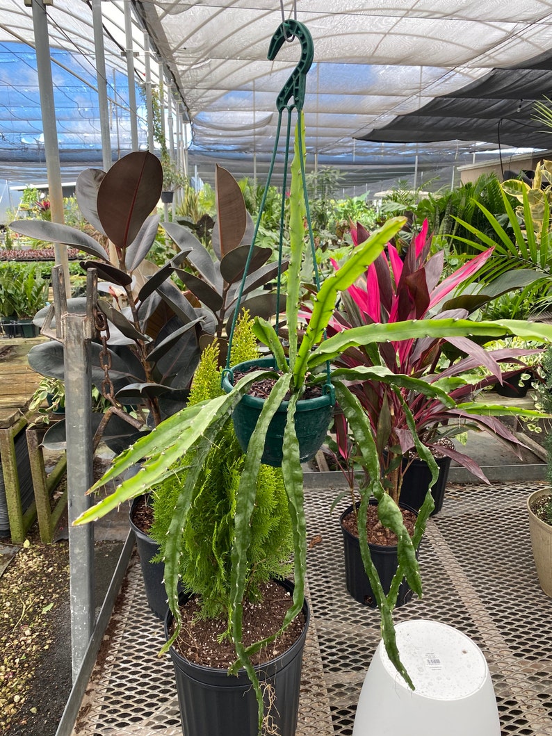 Hanging Basket Plant - Lepismium Cruciforme - Hurricane Epiphylic Cactus - Rare Jungle Cactus - Indoor Houseplant
