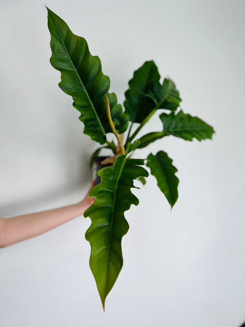 Philodendron Narrow Escape Live Plant - Rare Tiger's Tooth Aroid