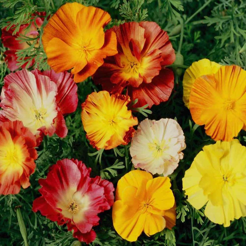 Poppy Seeds - 25 Count Ballerina Mix - California Poppy (Eschscholzia Californica) - Colorful Double Flowers