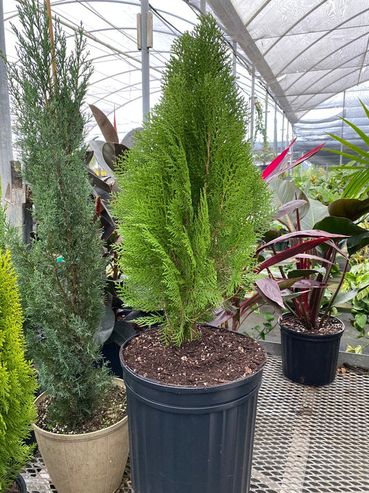 Blue Cone Arborvitae Plant - Evergreen Blue-Green Foliage - Thuja Orientalis - Privacy Tree for Landscaping & Gardens