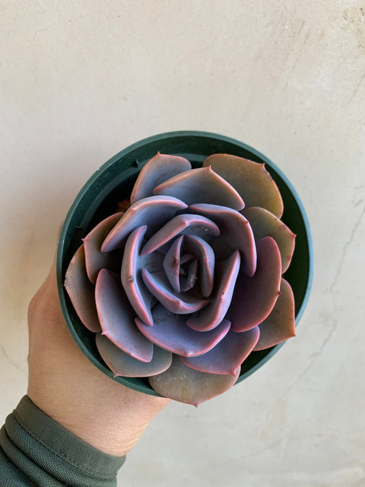 4” Echeveria Dusty Rose Succulent - Live Purple Plant in Nursery Pot - Ideal for Gardens and Indoor Decor (Echeveria)