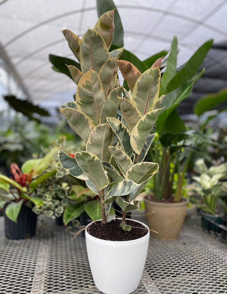 Ficus Tineke Tree - Variegated Elastica Rubber Plant - Air Purifying Houseplant - Ficus elastica 'Tineke' - Indoor Decor
