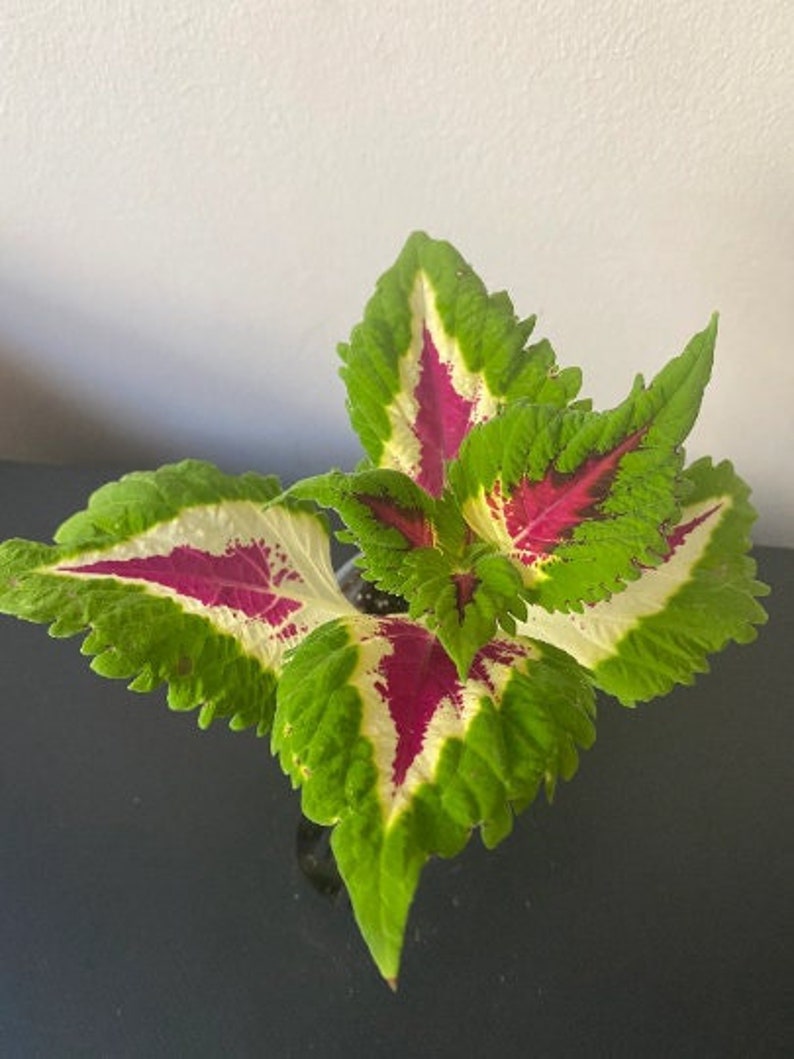 Coleus Seeds - 15 Pack - Kong Watermelon Variety, Solenostemon scutellarioides, Vibrant Ornamental Plant for Indoor/Outdoor Gardening