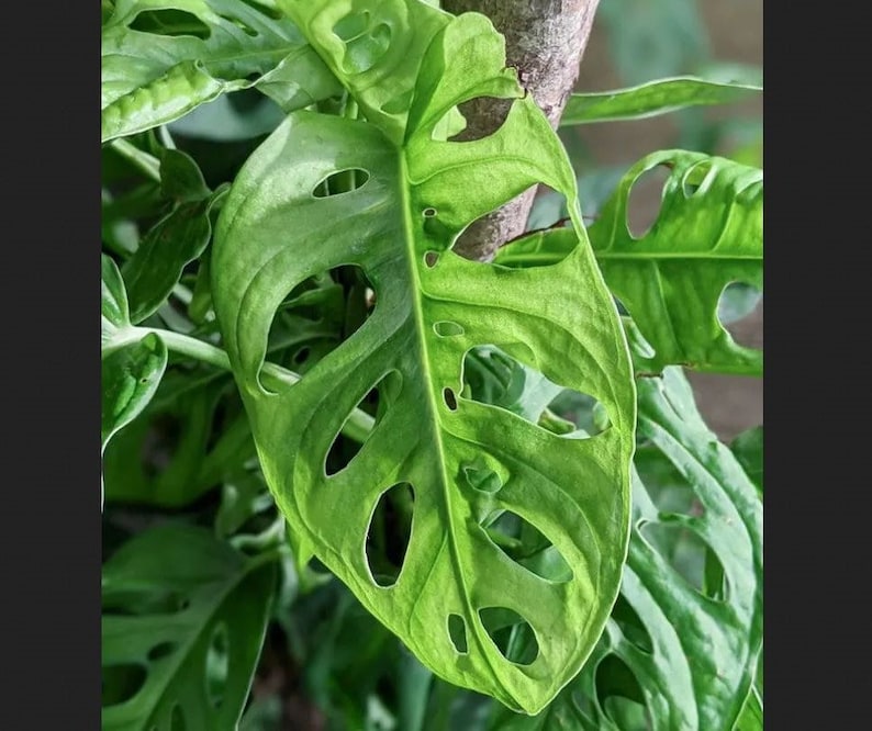 Monstera adansonii Live Starter Plant 6-8 Inch Swiss Cheese Vine Houseplant, Easy Care, Heart-Shaped Leaves