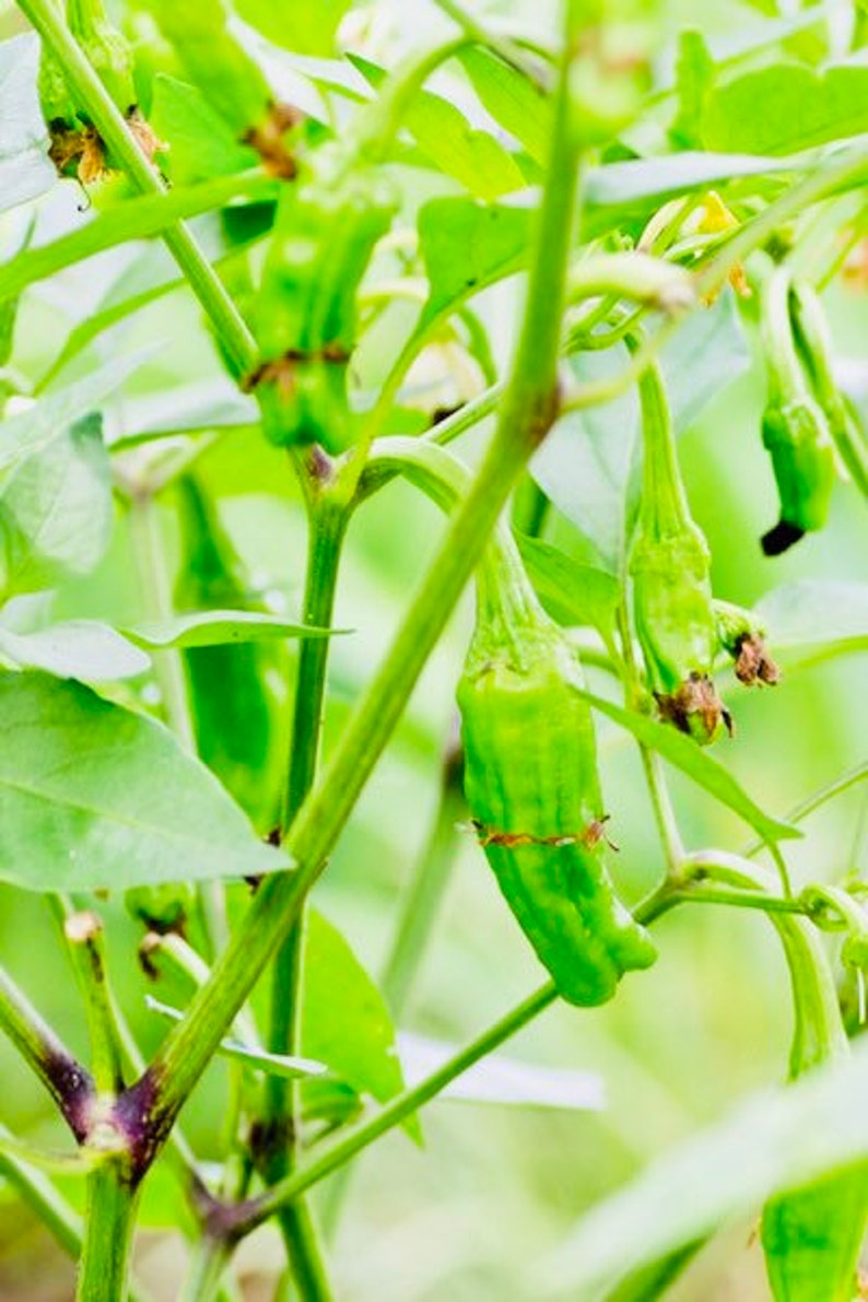 Shishito Pepper Seeds - 10 Pack - Japanese Heirloom Sweet Pepper - Capsicum annuum - Easy to Grow, Non-GMO, Open-Pollinated