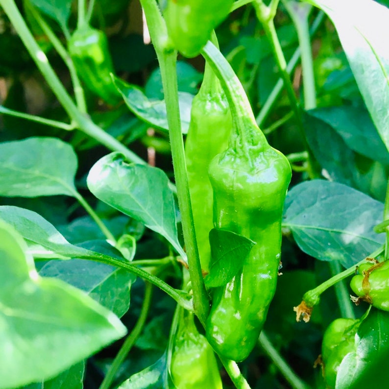 Shishito Pepper Plant - Heirloom Variety - Capsicum annuum - Easy to Grow - Pre-order for March 2025 - Container Gardening