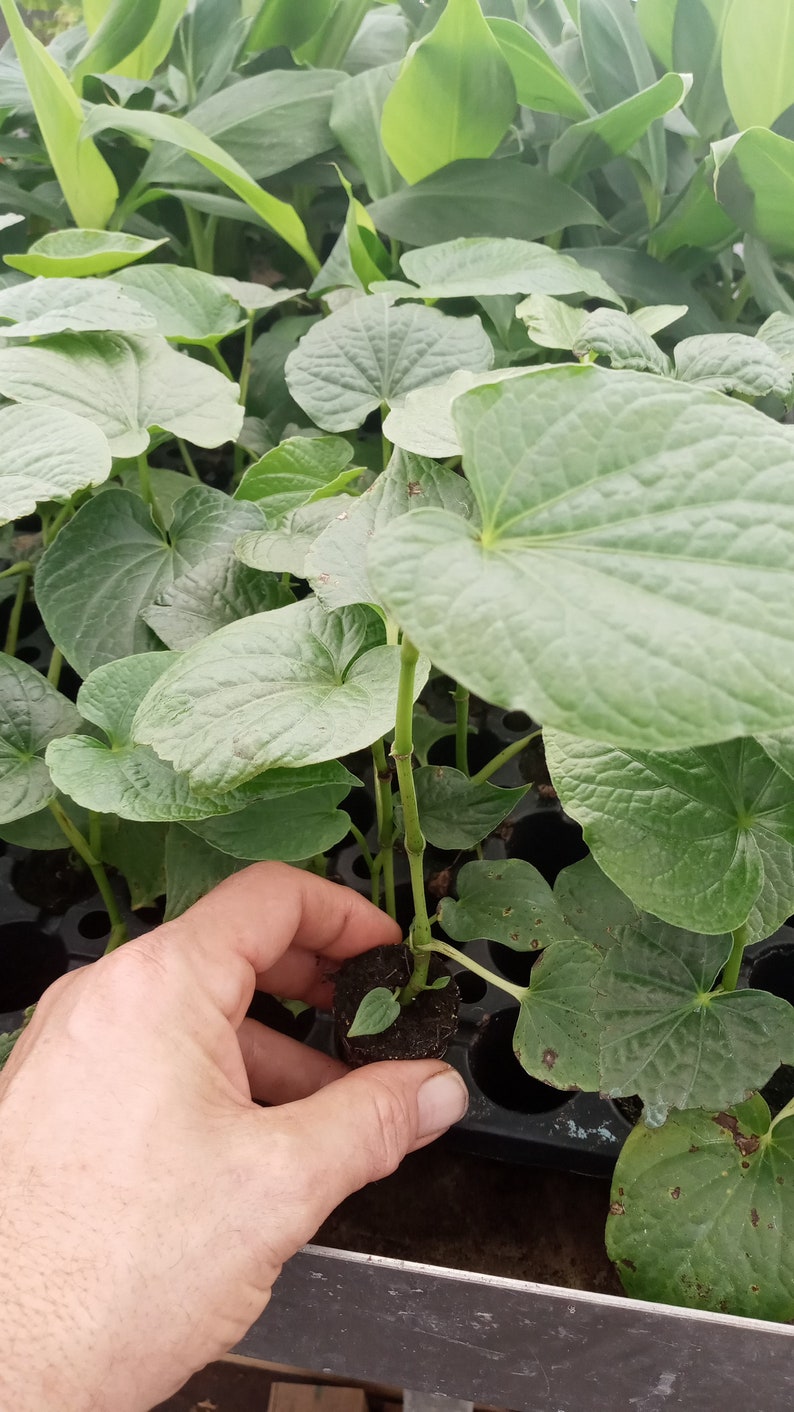 Kava Kava Live Plant Starter 5-8 Inches - Piper Methysticum - Rare Medicinal Herb for Anxiety Relief - Asava Pepper Plant
