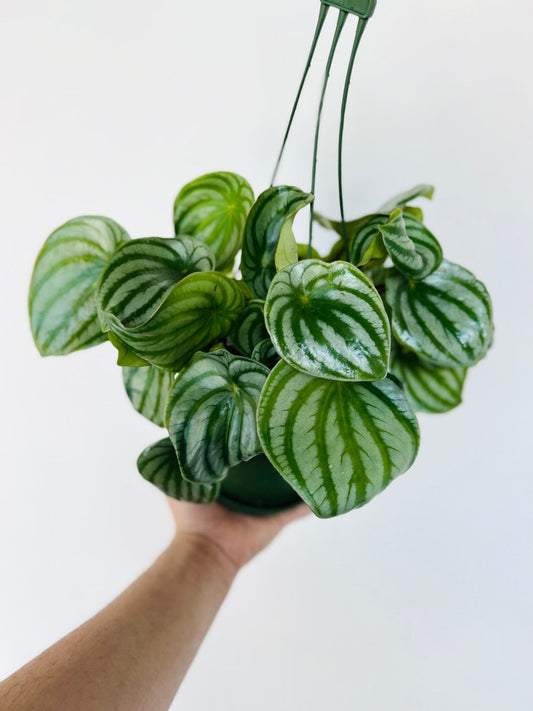 Watermelon Peperomia Live Plant in 6" Hanging Basket - Peperomia argyreia - Unique Foliage, Easy Care Houseplant