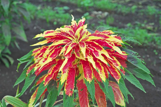 Amaranthus Tricolor Perfecta Seeds - 50 Pack | Colorful Summer Poinsettia | Amaranthus caudatus