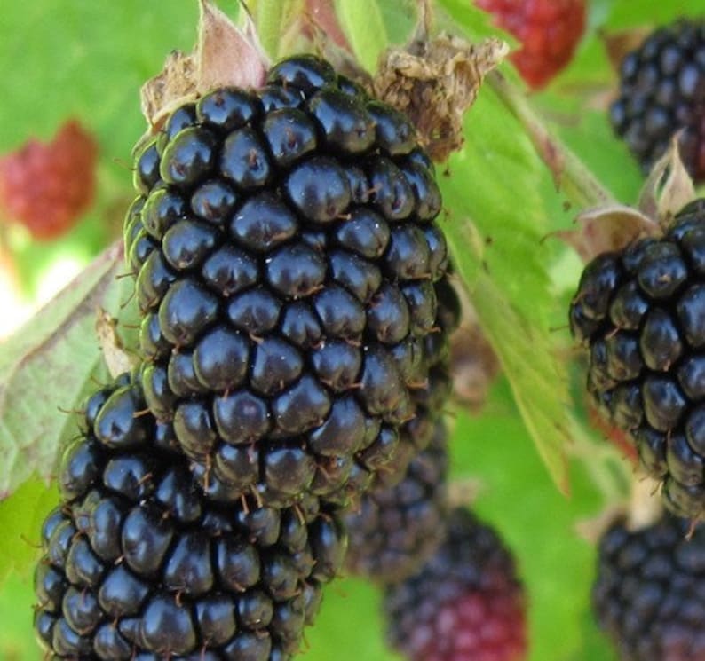 Triple Crown Blackberry Live Starter Plant 4-6 Inch Thornless Rubus Fructosus Pesticide Free Non-GMO for Home Garden