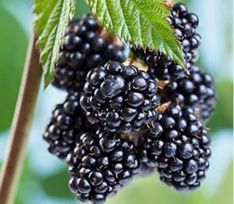 Thornless Blackberry Live Starter Plant 4-6 Inch Sweetie Pie Rubus fruticosus - Disease Resistant, Pesticide Free, Non-GMO
