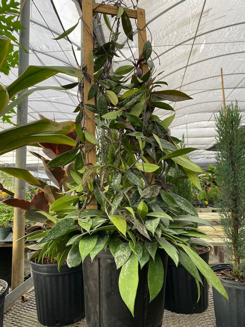 Hoya Publicalyx Splash Plant in Trellis, Variegated Green & Silver Foliage, Live Indoor Plant for Home Decor, Hoya Publicalyx