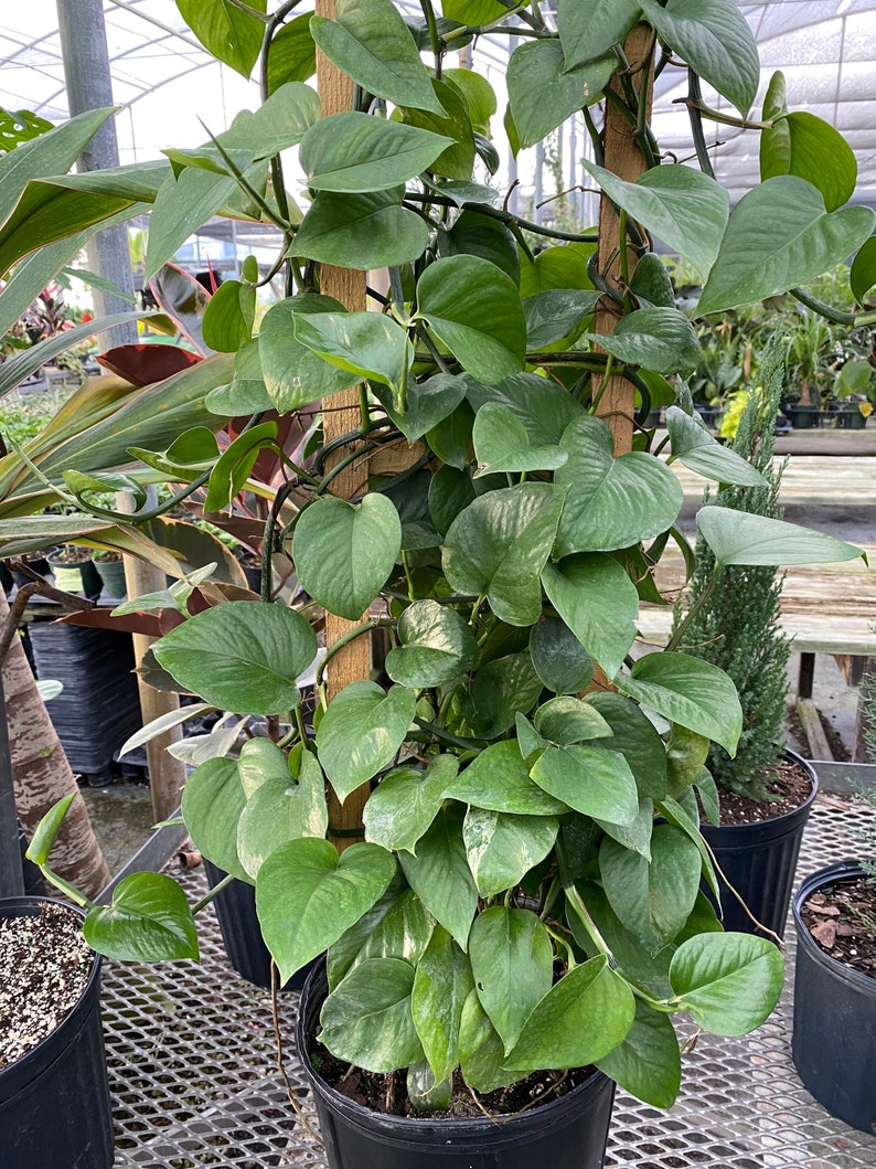 Jade Pothos Plant in Trellis, Epipremnum Aureum Jade, Solid Green Vining Indoor/Outdoor Houseplant for Easy Care and Air Purification