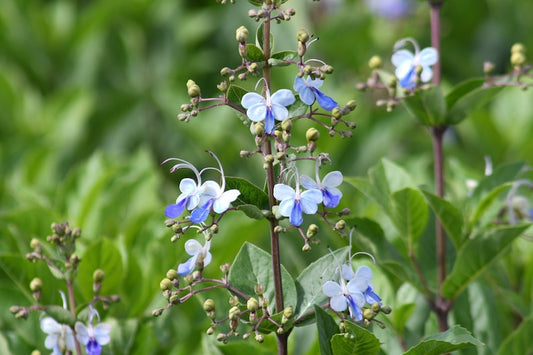 Butterfly Bush Plant - 3 Gallon - Violet-Blue Flowers - Claredendron Blue - Easy Care Outdoor Flowering Shrub
