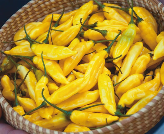 Aji Limo Pepper Plant - 24" Live Peruvian Pepper - Capsicum baccatum - Pre-order March 2025 - Very Hot Lemon Drop Flavor