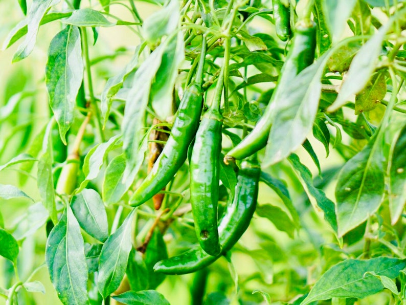 Live Mexican Serrano Pepper Plant - Pre-Order March 2025 - Capsicum annuum - Spicy Green Chili for Salsas & Sauces