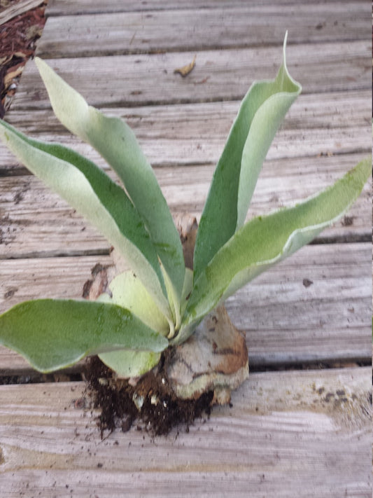 Staghorn Fern Platycerium hillii - Large or Medium Size - Tropical Epiphyte Plant - Unique Antler-Fern - Indoor/Outdoor Decor