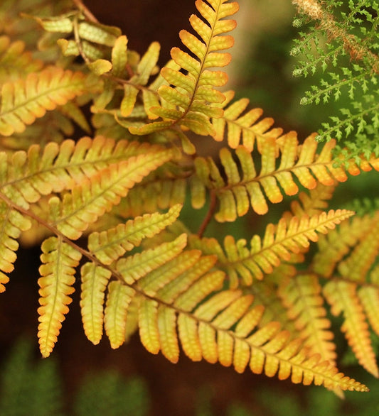 Wood Fern Starter Plant - Dryopteris 'Jurassic Gold' PPAF - 2.5"x3.5" Pot - Colorful Shade Garden Perennial - Deer Resistant