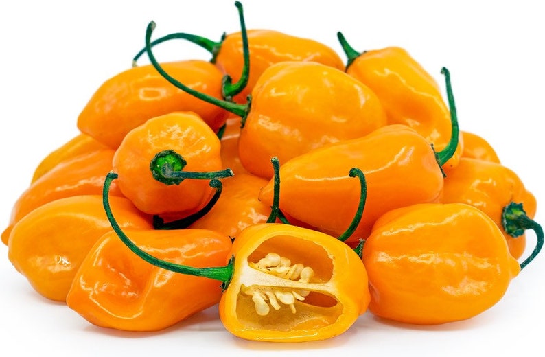 Orange Habanero Pepper Seeds (10ea) - Capsicum chinense, Extra Super Hot, Heirloom, Aromatic Chile Pepper Seeds for Spicy Dishes