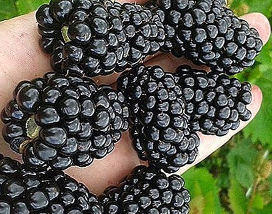 Thornless Blackberry Live Plant 4-6 Inch Prime-Ark Freedom Rubus hybrid, Pesticide Free, Non-GMO, Self-Fertile, Disease Resistant