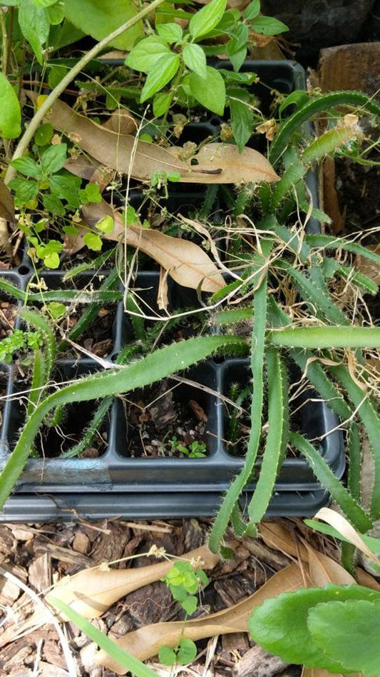 Yellow Dragon Fruit Seedlings Lot of 2 - Super Sweet Florida Variety - 8 to 10 Inches - Healthy Cactus Plants